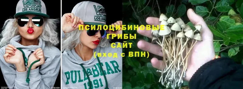 Псилоцибиновые грибы Psilocybe  Шадринск 